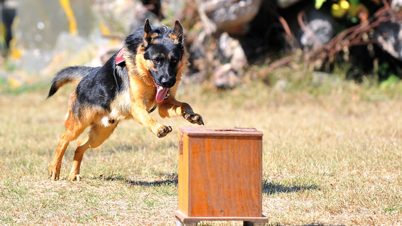 Operasyonlar için eğitilen ilk yerli ırk köpeği F5Haber