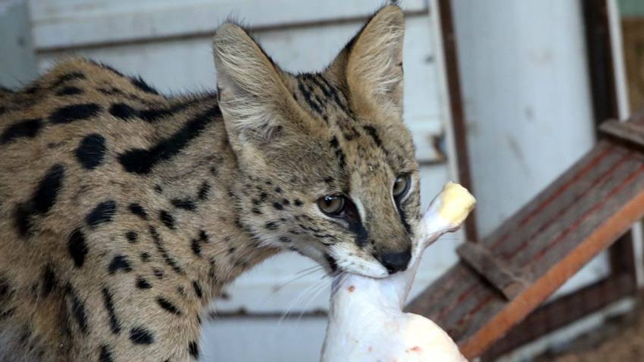 Serval kedisi Gaziantep’te koruma altına alındı F5Haber