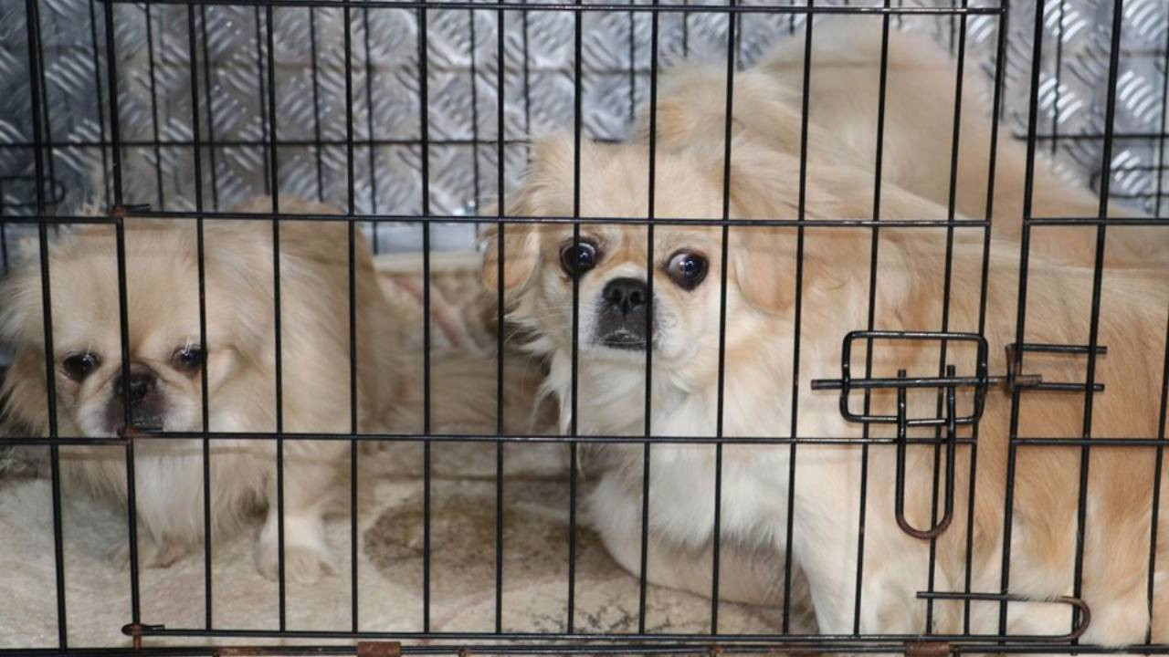 ankara köpek oteli