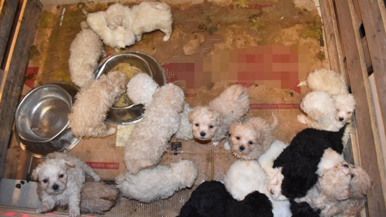 Romanya�dan gelen yolcu otobüsünde, Terrier cinsi 23 yavru köpek ele