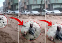 Sele kapılan adama el uzatmak yerine video çekti!
