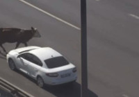 TEM Otoyolu'na giren inekler trafiği altüst etti