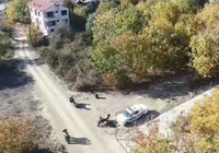 'Gemlik zeytini'ne dronlu koruma