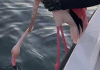 Üzerine misina dolanan flamingoyu balıkçılar kurtardı