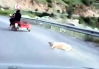 Köpeği motosiklete bağlayıp sürükleyen sürücü gözaltına alındı