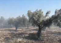Edremit'te çöplükteki yangın, tarım arazisine sıçradı