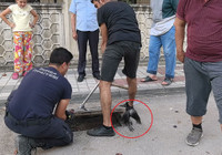 Rögarda mahsur kalan karga itfaiye ekiplerince kurtarıldı