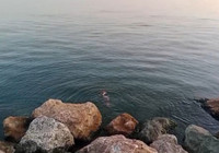 Zonguldak'ta su samuru görüntülendi