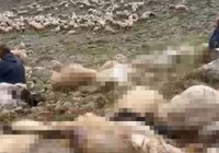 Tunceli’de yaylaya yıldırım düştü; 200 küçükbaş öldü