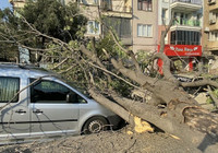 Aydın’da süs ağacı araçların üzerine devrildi