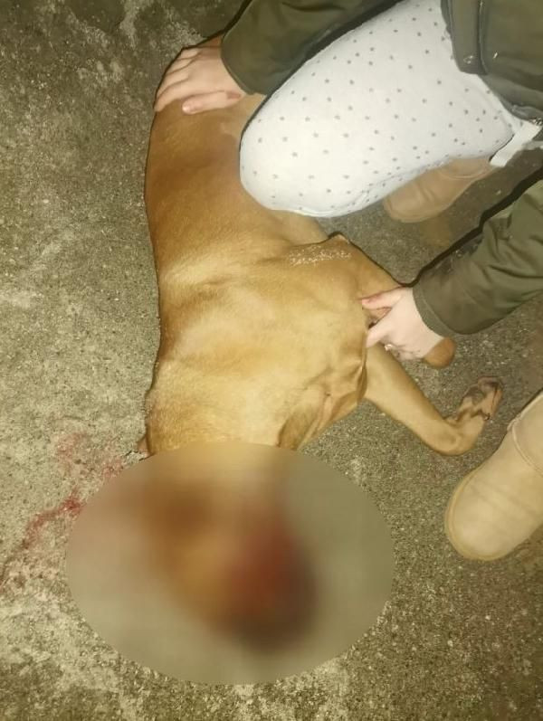 Üsküdar'da otizmli çocuğun köpeği öldürüldü! Kaymakamlık'tan açıklama - Resim : 2