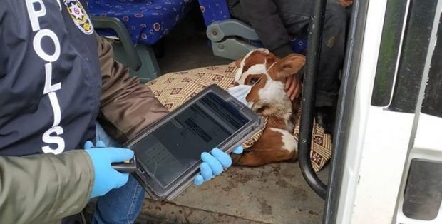 Buzağısını veterinere maskeyle götürdü! - Resim : 1