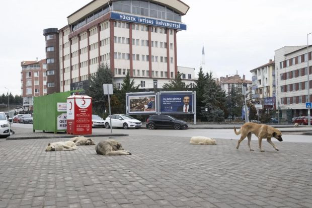 Ankara'da köpek dehşeti! Sürü halinde küçük çocuğa saldırdılar - Resim : 2