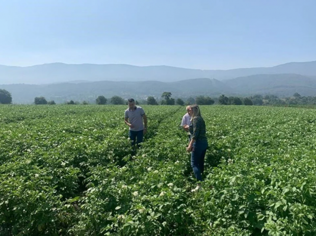 Patates tarlalarında “mildiyö” alarmı - Resim : 1