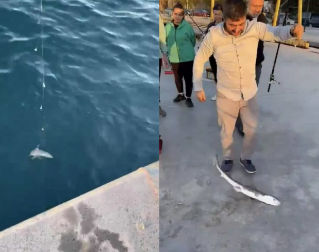 İstanbul'da bir vatandaşın oltasına köpek balığı takıldı - Resim : 1
