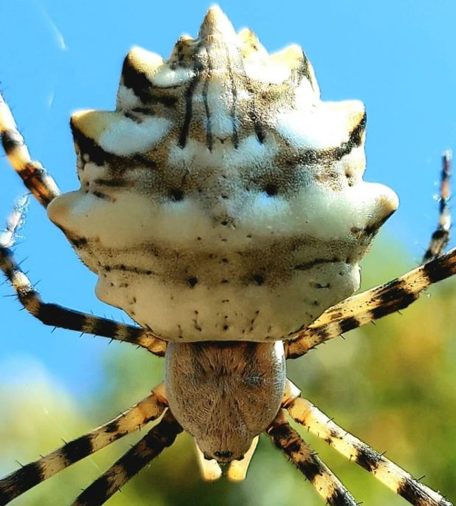 Zehir deposu örümcek Türkiye'de ortaya çıktı - Resim : 1