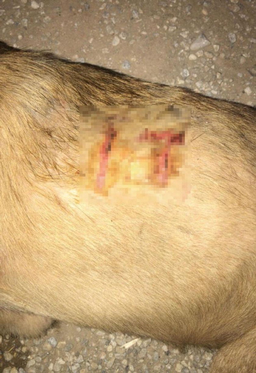 Vücuduna jiletle "it" yazılan köpek tedavi altında - Resim : 1