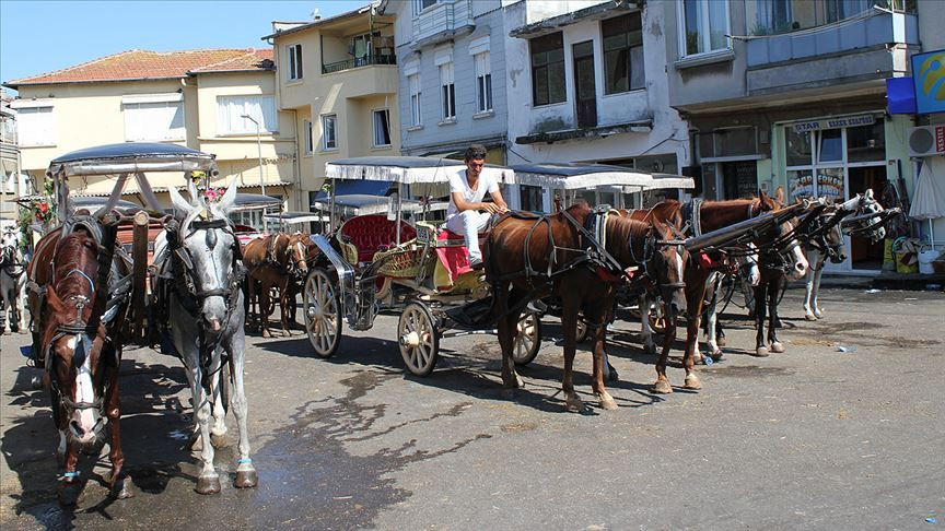 Atlarda görülen ruam hastalığı nedir? İnsanlara bulaşır mı