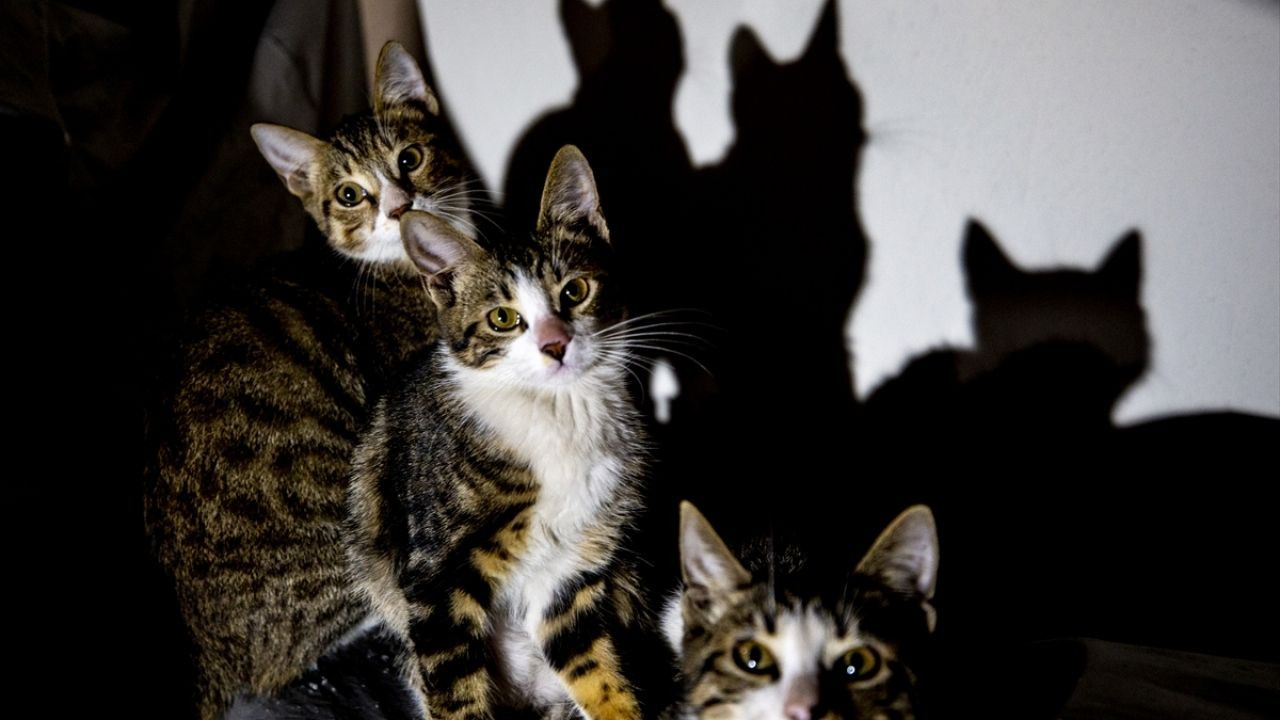 Üç kedi yavrusu emniyetin maskotu oldu F5Haber
