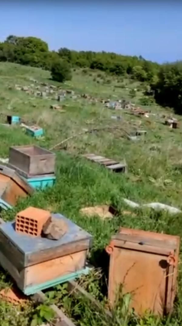 Tekirdağ'da o kovanlara zarar verildi; 4 milyon arı öldü, ana arılar çalındı - Sayfa 3