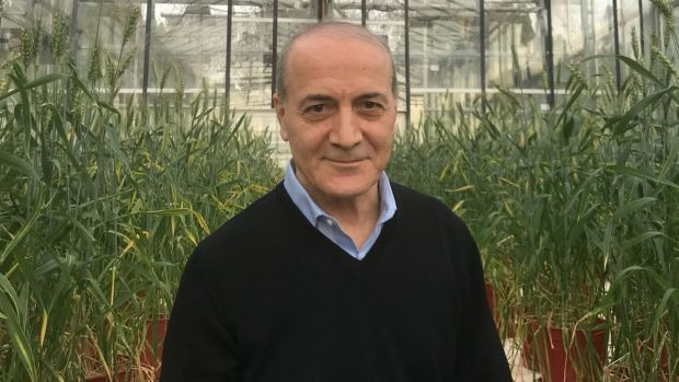 Ülker ve Sabancı Üniversitesi buğday için ele ele verdi - Resim : 2