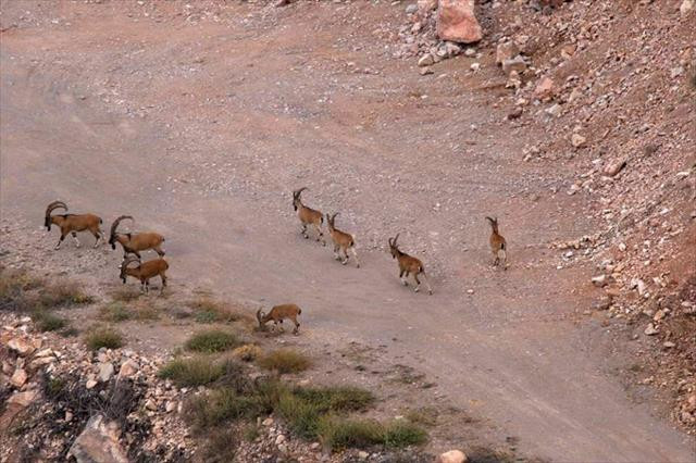 Sayıları 500'ü aştı