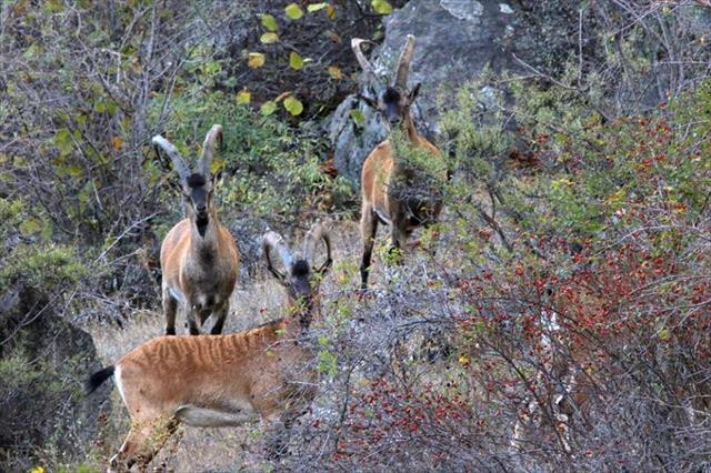Sayıları 500'ü aştı
