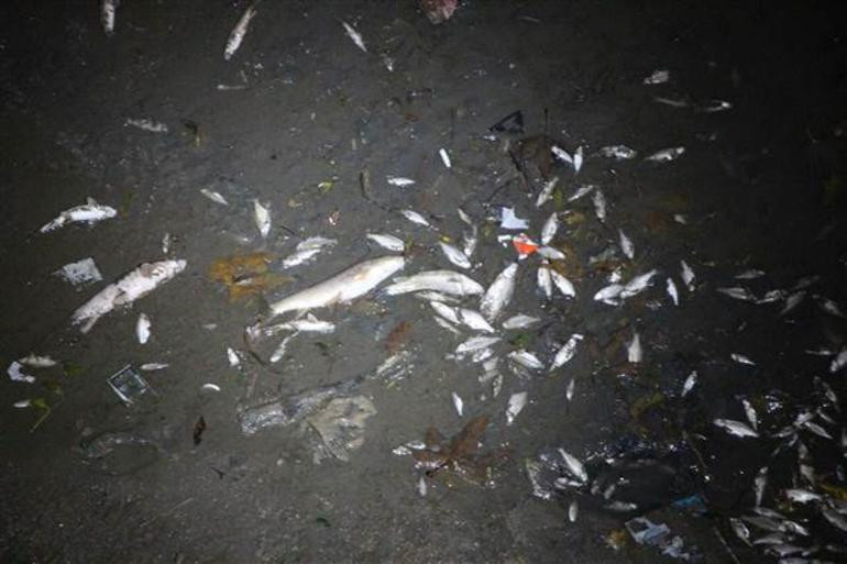 Balıklar kıyıya vurdu... Polisler uyardı: Zehirli olabilir! - Resim : 1