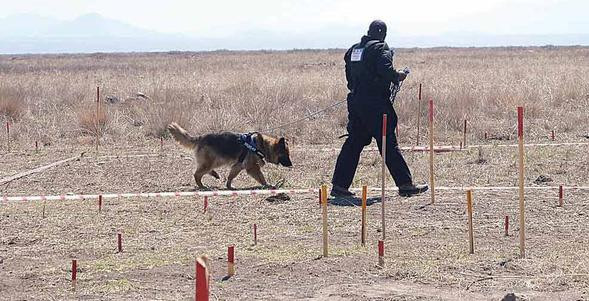 Bombacı mülayim - Resim : 1