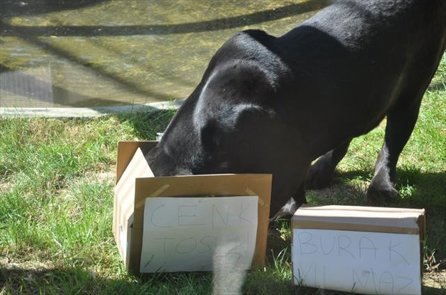 Hayvanlardan EURO 2016 tahminleri